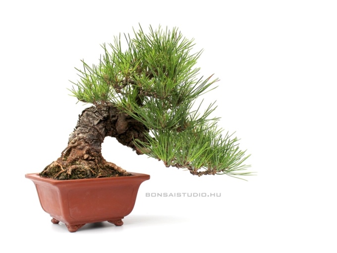 pinus es fenyo bonsai fa prebonsai eloanyag vasarlas rendeles a marczika bonsai kerteszet studiobol